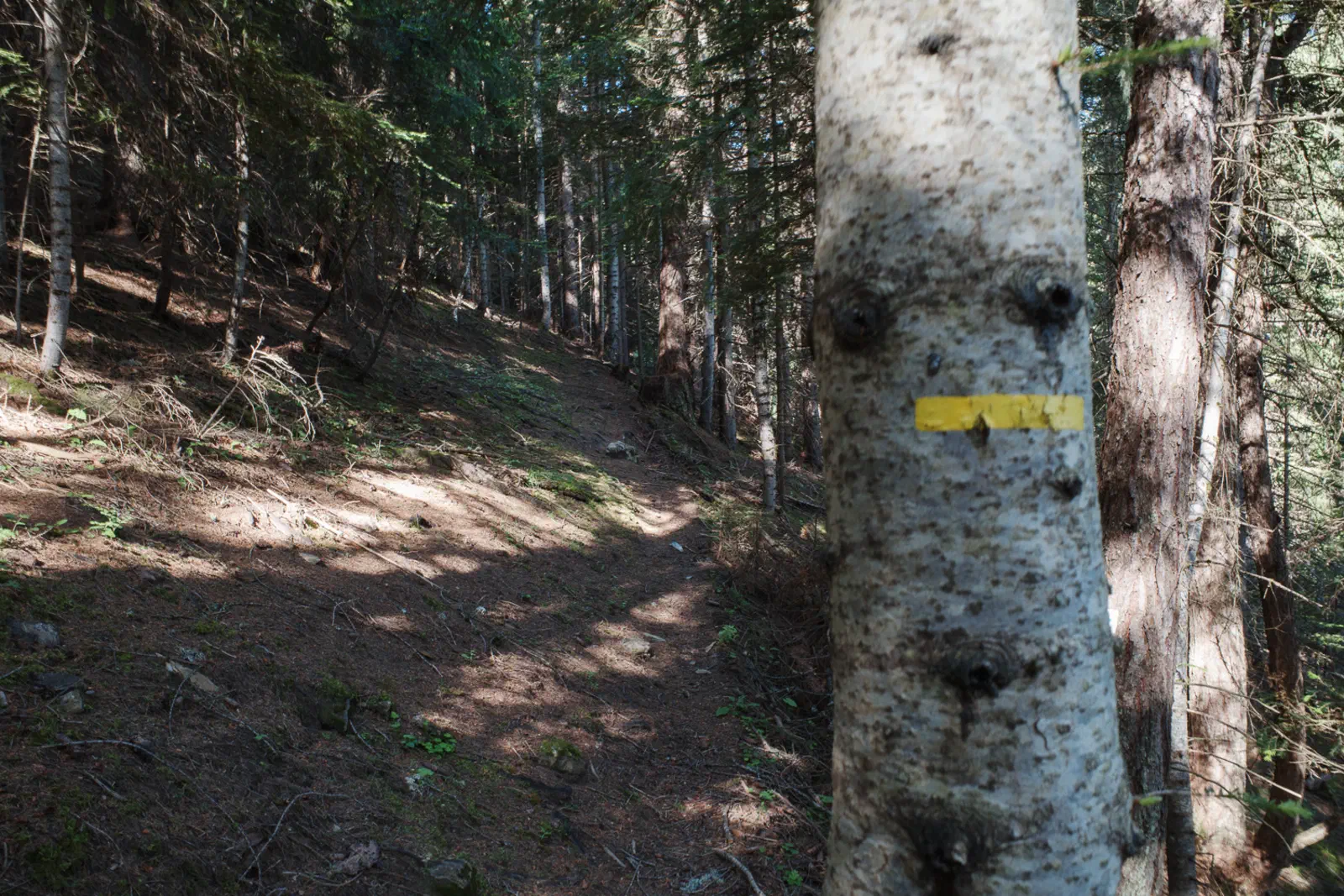 Zu Beginn verläuft der Weg oft im Wald.