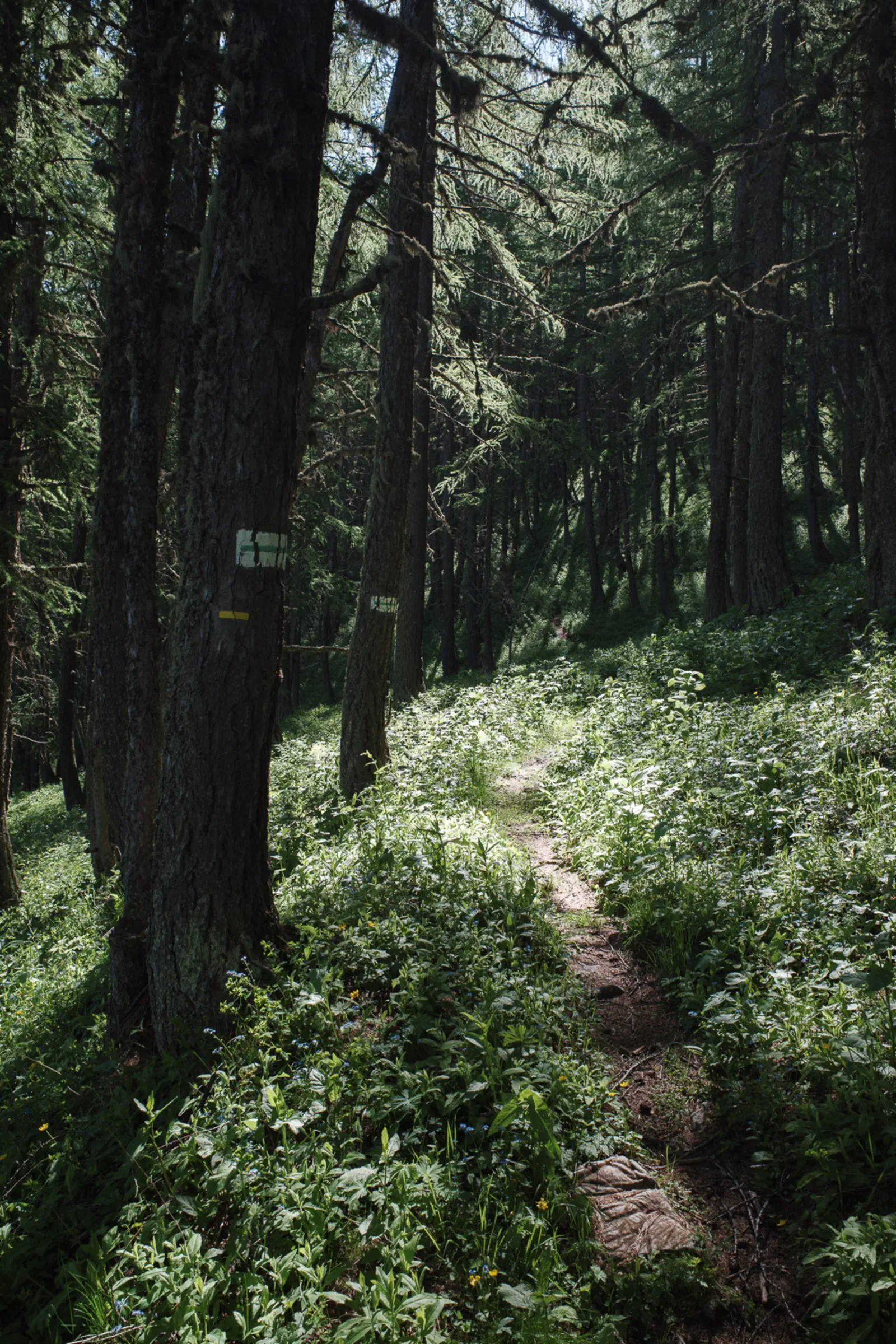 Weiter geht es wieder im Wald.