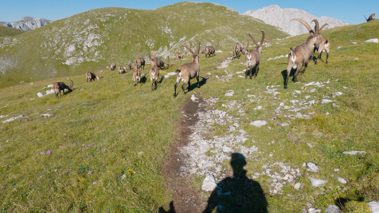 Eine Herde Steinböcke wählt denselben Weg wie ich.