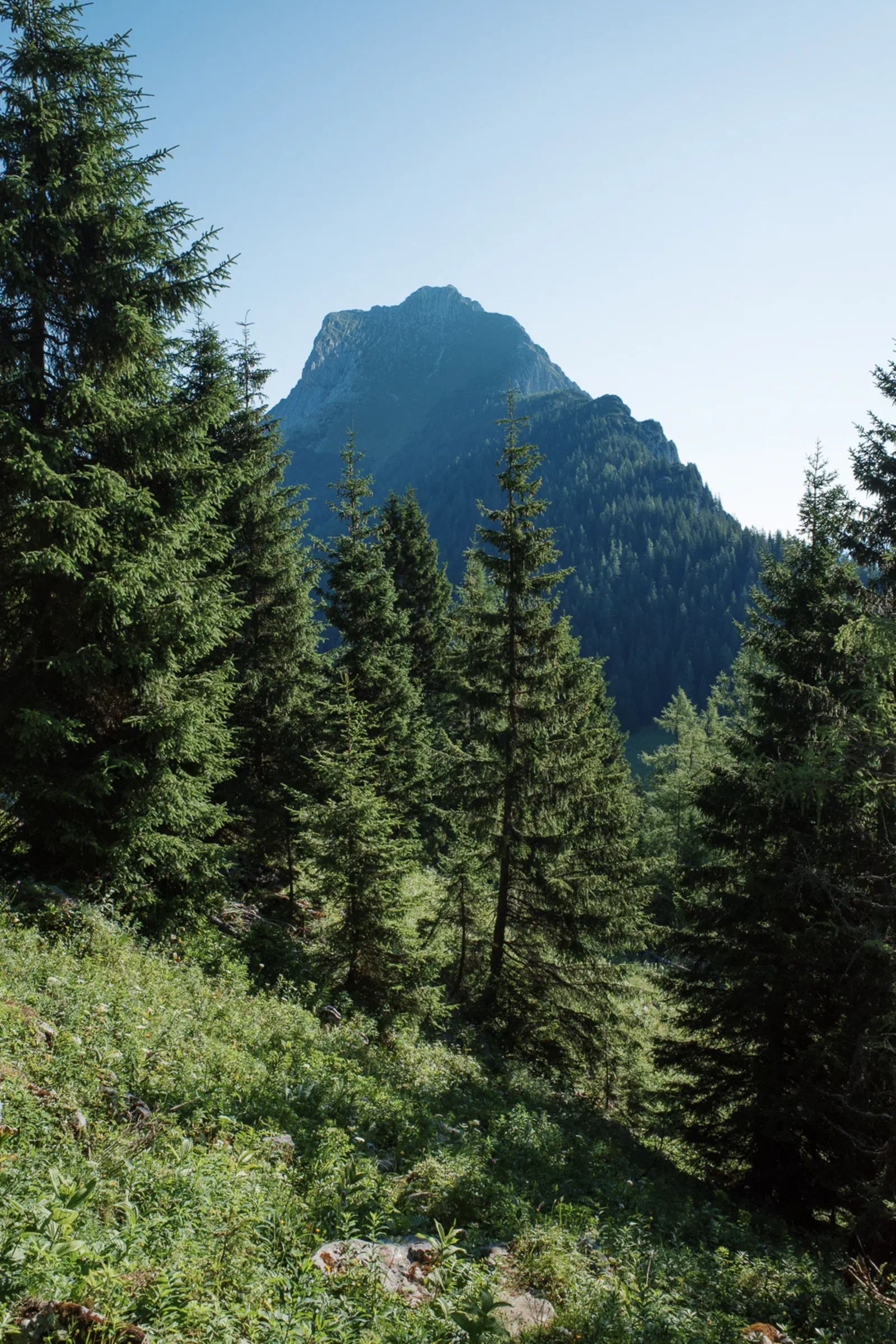 Der Lugauer