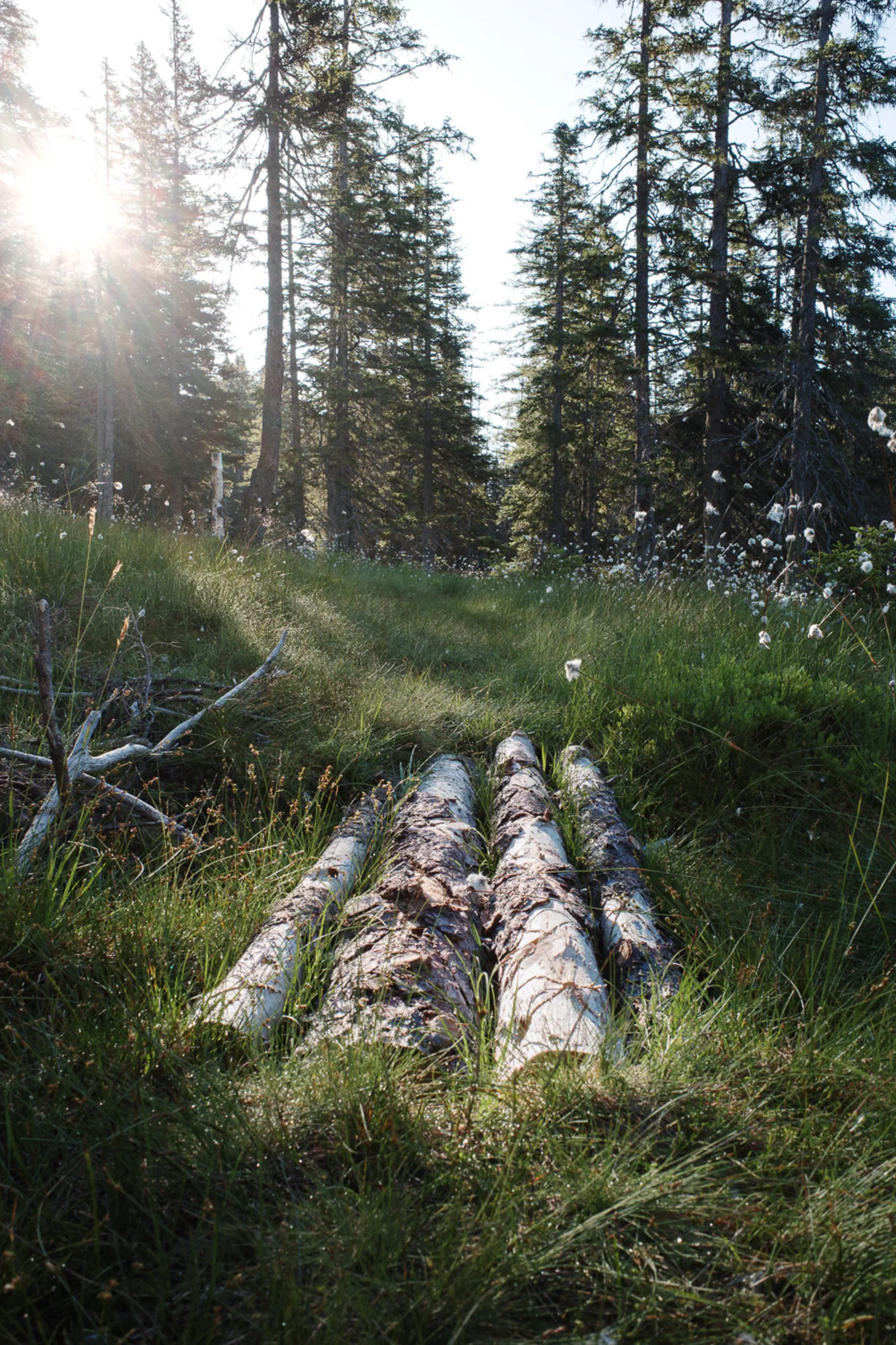 Über den sumpfigen Boden geht es über Holzbalken.