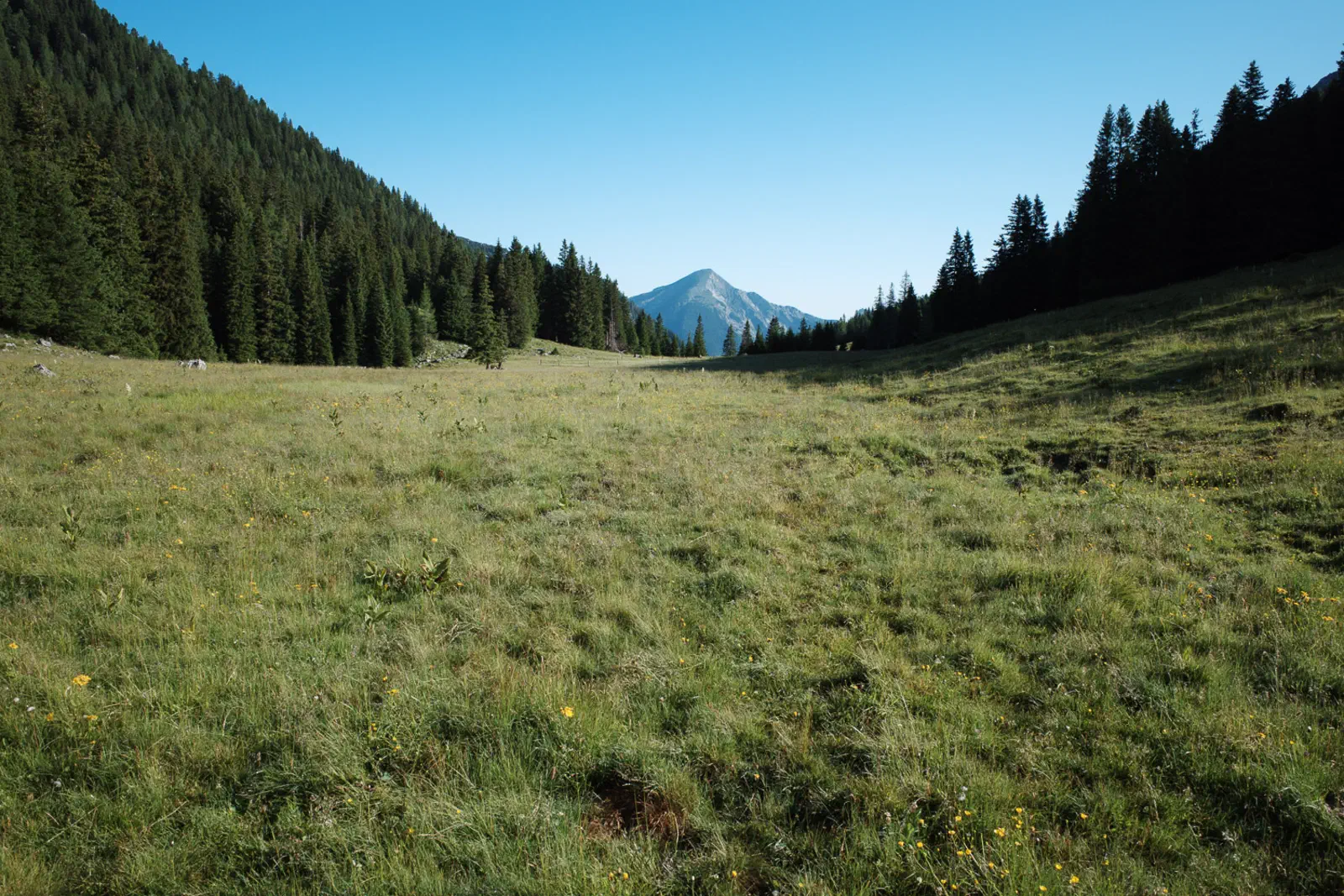 Die große Wiese am Gspitzen Stein und der Tamischbachturm im Hintergrund