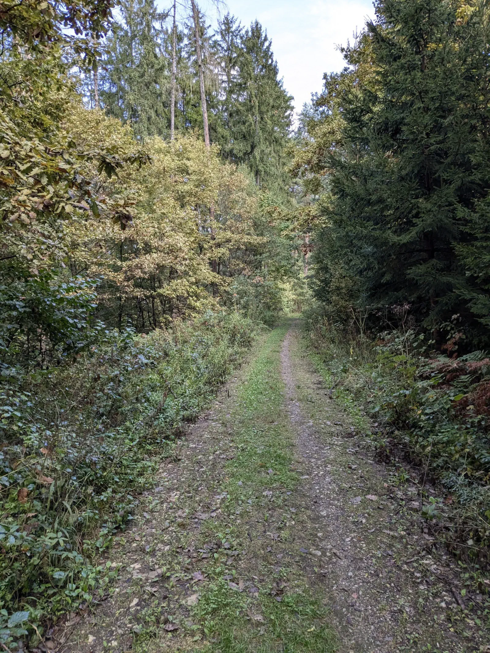 Weiter entlang der Forststraße