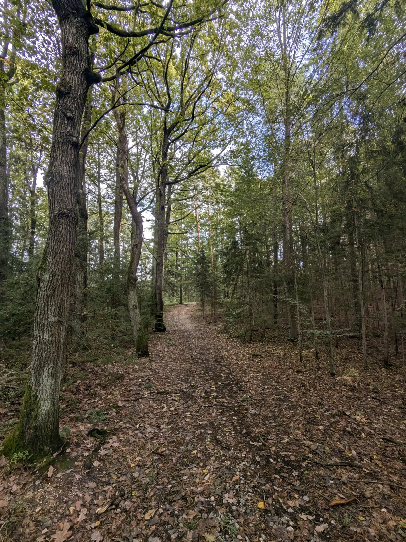 So verläuft der Weg durch den grünen Wald.