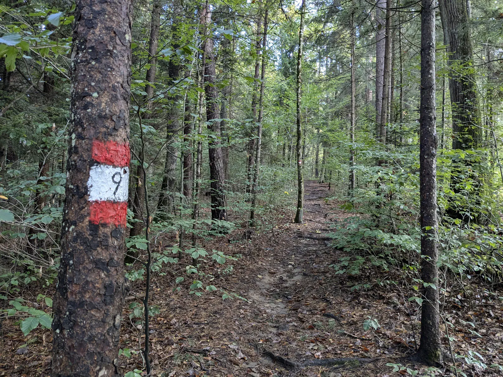 Nach der Bundesstraße geht es weiter am Wanderweg 9.